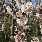 滋賀県甲賀市信楽町にある畑のしだれ桜を見に行ってきました